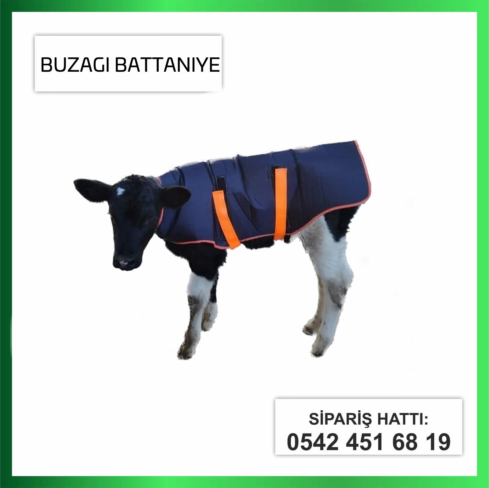 BUZAĞI BATTANİYESİ